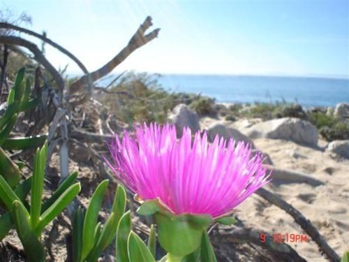 Cape St Francis Resort