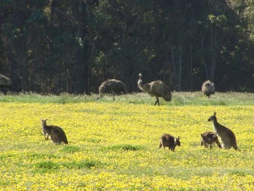 Harmony Forest Villas And Vineyard Retreat Forest Grove (Australia)