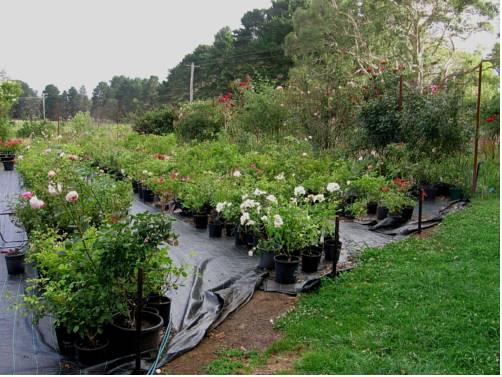 girls masag Bowral–Mittagong girls masag Bowral–Mittagong