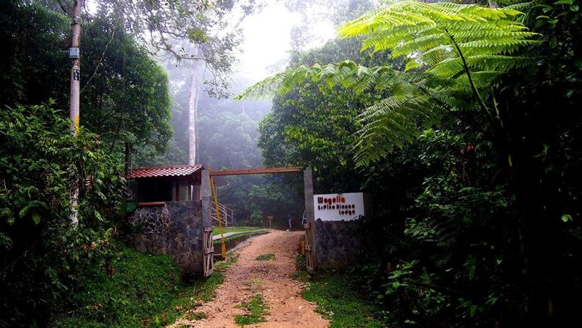 Wagelia Espino Blanco Lodge