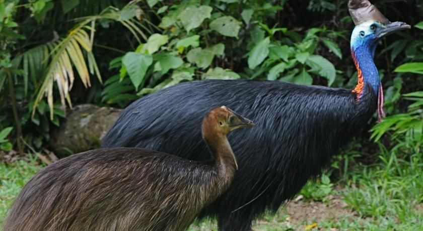 Daintree Cascades,daintree Rainforest:photos,reviews,deals