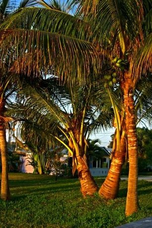 Thb River Palm Cottages Fish Camp Hotel In Jensen Beach