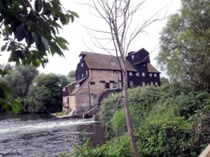 The Abbot's Elm