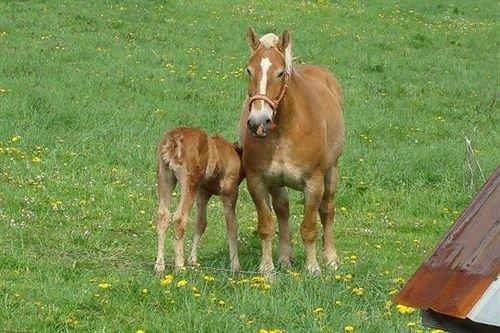 Garden Gate Get-A-Way Bed & Breakfast Millersburg