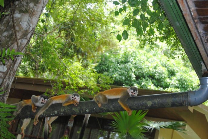 Jungle Beach Hotel Manuel Antonio Compare Deals About Jungle Beach Hotel