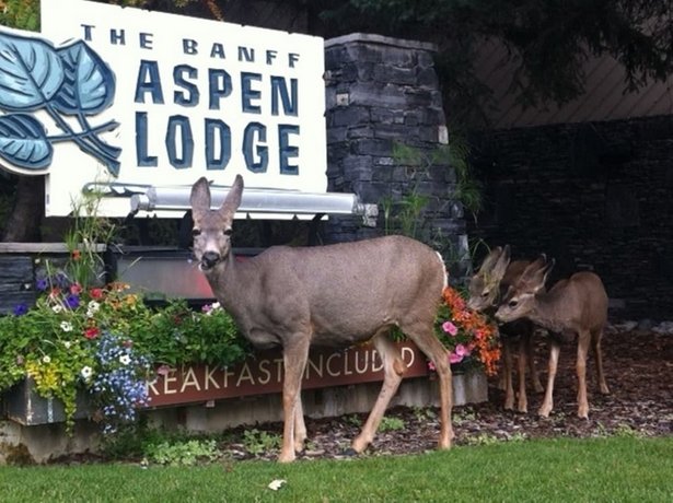 Banff Aspen Lodge