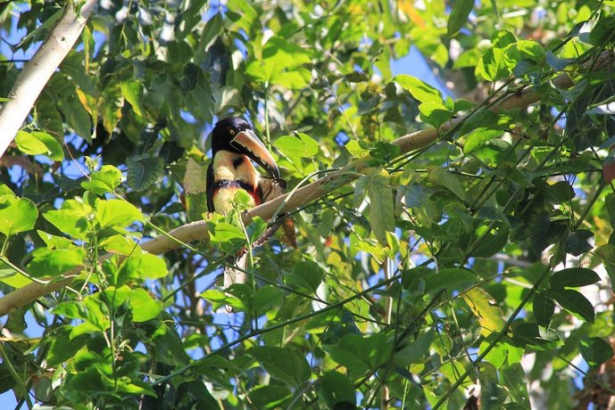 Omega Tours Eco-Jungle Lodge